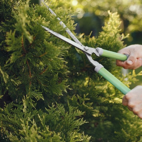 man-trimming-bough-brush-guy-works-backyard